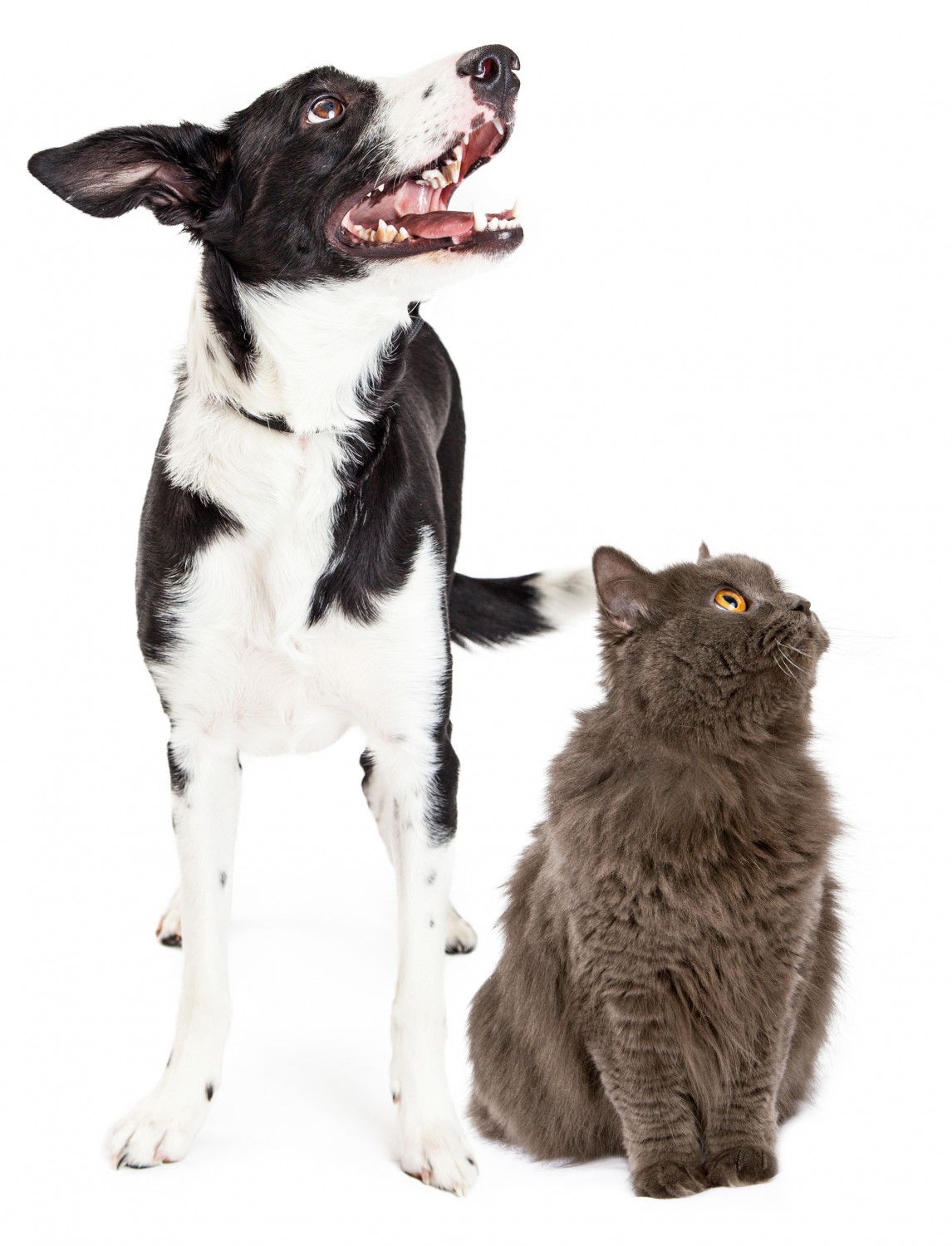 Dog and Cat on white background