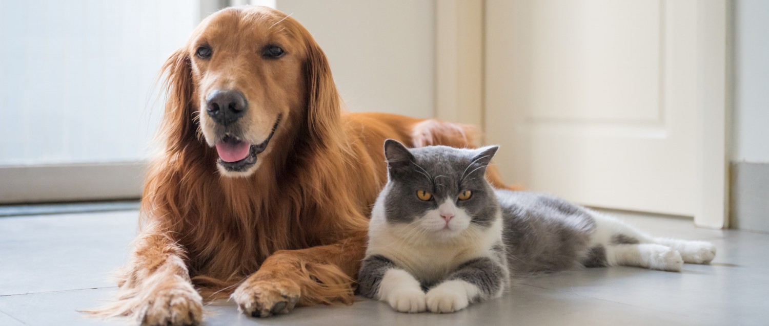 Cat and Dog Banner